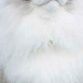 PRINCESS AURORA : le CHAT MANNEQUIN qui AFFOLE INSTAGRAM !