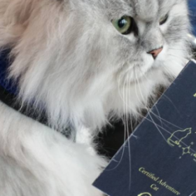 GANDALF, le CHAT qui a fait un ROAD TRIP aux USA