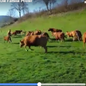 VIDÉO : regardez ces VACHES qui BONDISSENT de JOIE !