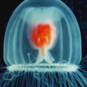 Les ANIMAUX aux super-pouvoirs : La MÉDUSE Turritopsis nutricula