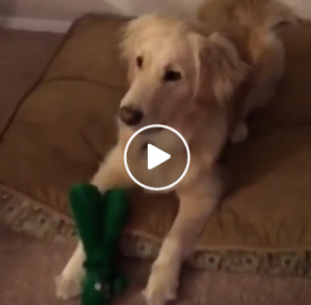 VIDÉO : le MAÎTRE de ce CHIEN se DÉGUISE en son JOUET PRÉFÉRÉ