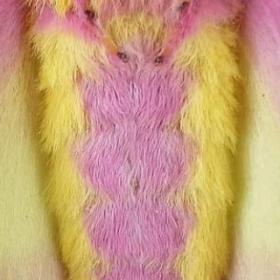 Un INSECTE ULTRA MIGNON, c'est POSSIBLE !