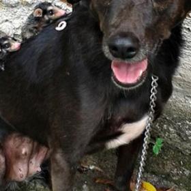 Cette CHIENNE a ADOPTÉ des OPOSSUMS orphelins