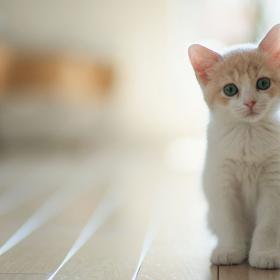 5 bonnes raisons de passer à la food saine et responsable pour notre chat