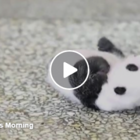 VIDÉO : ce BÉBÉ PANDA essaie de se RETOURNER #etc'esttropchou