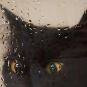 Si vous avez un CHAT, c'est que vous êtes plus INTELLIGENTE