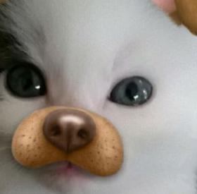 Les SNAPCHATS d'ANIMAUX les plus HILARANTS !