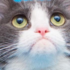 IMOGEN, le CHAT qui adore poser devant l'OBJECTIF