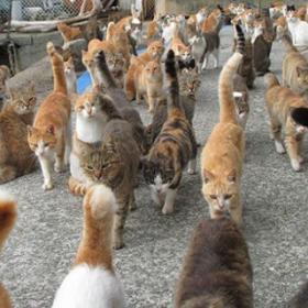L’ÎLE où les CHATS sont plus NOMBREUX que les HOMMES