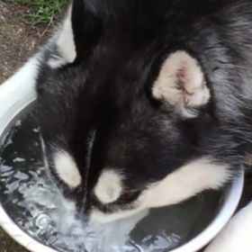 VIDEO TORDANTE : ce CHIEN fait des BULLES comme les ENFANTS !