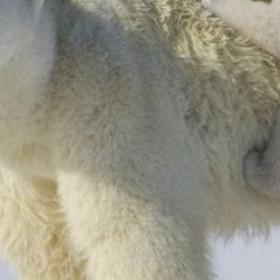 La DISPARITION FULGURANTE des ESPÈCES SAUVAGES sur la Terre