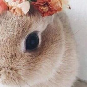 TORTURE sur les ANIMAUX : la NOUVEAUTÉ qui arrive !
