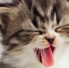 HIIIIIIIIIIIII ! Le PARFUM FOURRURE de CHATON EXISTE !
