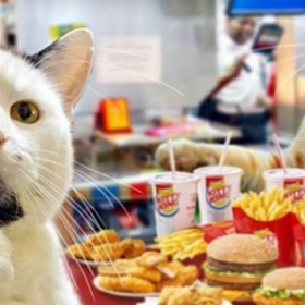 GARY, le CHAT barbu qui fait MOURIR DE RIRE le web