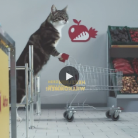 Les chats font les COURSES ! La vidéo GÉNIALE de NETTO !