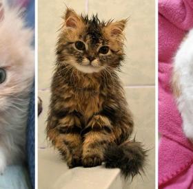 TEST : êtes-vous une FAN ABSOLUE de CHATS ?