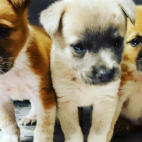 Une ÎLE TROPICALE où on peut JOUER avec des BÉBÉS CHIOTS RESCAPÉS !