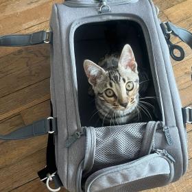 Partir en vacances avec son chat : sécurité oui, prise de tête non !