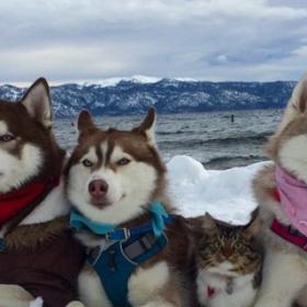 Rosie le CHAT et ses 3 potes les CHIENS HUSKY