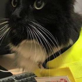 FELIX, le chat qui BOSSE pour une gare a eu une PROMOTION bien méritée