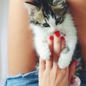 CÂLINER des CHATONS serait DANGEREUX pour la SANTÉ !