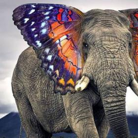 Ces ANIMAUX ÉTONNANTS créés grâce à PHOTOSHOP