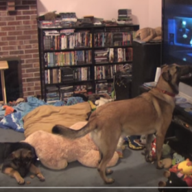 Ce CHIEN se prend pour VOLT, le héros de Disney !