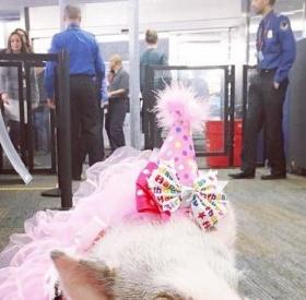 Un COCHON aide les VOYAGEURS à se DÉTENDRE à L’AÉROPORT de San Francisco !