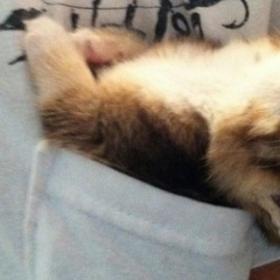 PHOTOS : ces ANIMAUX qui piquent une PETITE SIESTE... dans des endroits IMPROBABLES