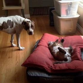 Les CHATS, ces TYRANS des CHIENS