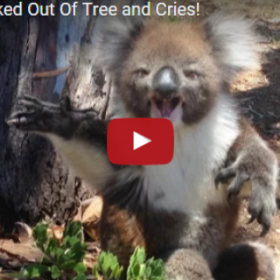 Ce KOALA éjecté de son ARBRE n'est VRAIMENT PAS CONTENT