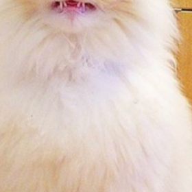 POURQUOI SKY ce CHAT "fluffy" est une STAR DU WEB ?