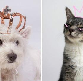 TEST : êtes-VOUS un CHAT ou un CHIEN ?
