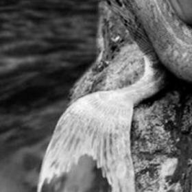 DECOUVREZ les COLLANTS qui vous feront des JAMBES de SIRENE (littéralement) !