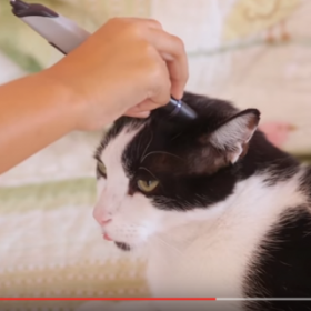 DINGUE : ce STYLO peut REPRODUIRE la COULEUR de VOTRE CHAT !