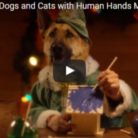 Les LUTINS du Père Noël sont en fait... des CHIENS et des CHATS
