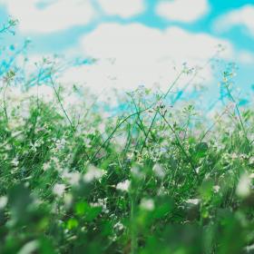 Retour des allergies : petits tips 100 % naturels