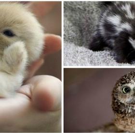 QUIZ : SAUREZ-vous RECONNAÎTRE ces BÉBÉS ANIMAUX ?