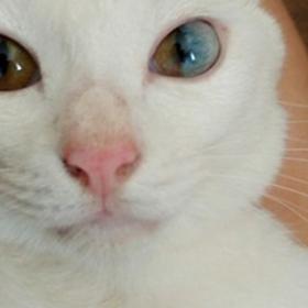 Ce CHAT a des yeux ÉPOUSTOUFLANTS