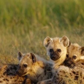 Les ANIMAUX aux SUPERPOUVOIRS : La HYENE tachetée