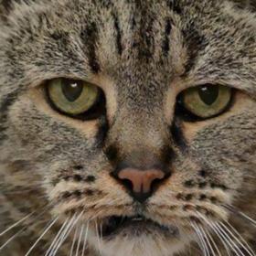 LE CHAT le plus VIEUX DU MONDE a 141 ANS !