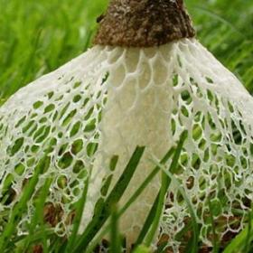 On a trouvé un CHAMPIGNON qui provoque un ORGASME instantané !