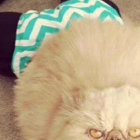 NOUVELLE TENDANCE FOLLE : les CHATS en COLLANTS !