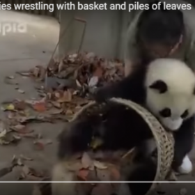Ces BÉBÉS PANDAS ne veulent pas qu'on BALAIE leur enclos !