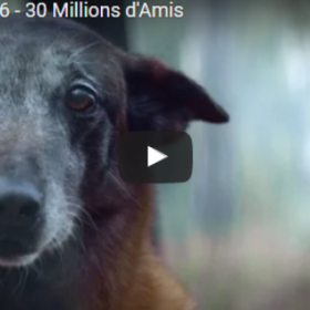 La CAMPAGNE CHOC de 30 MILLIONS D'AMIS !