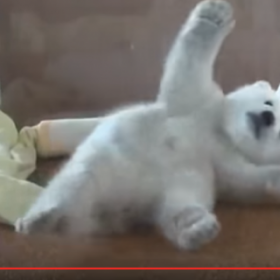 ATTENTION, vous allez passer votre matinée à regarder cette VIDEO !