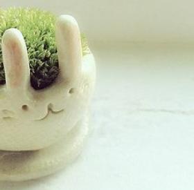 INSTANT MIGNON : la PLANTE LAPIN arrive chez VOUS !