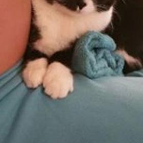 Ce CHAT est FOU de ce BÉBÉ (même avant sa naissance)