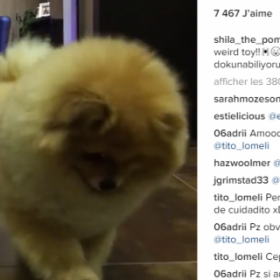 MOUAHAHA : ce CHIEN est juste MAGIQUE !