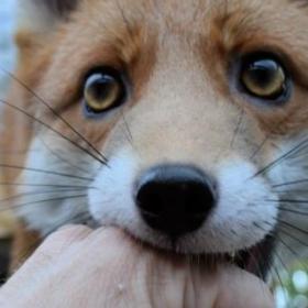 Le RENARD APPRIVOISÉ du Petit Prince EXISTE